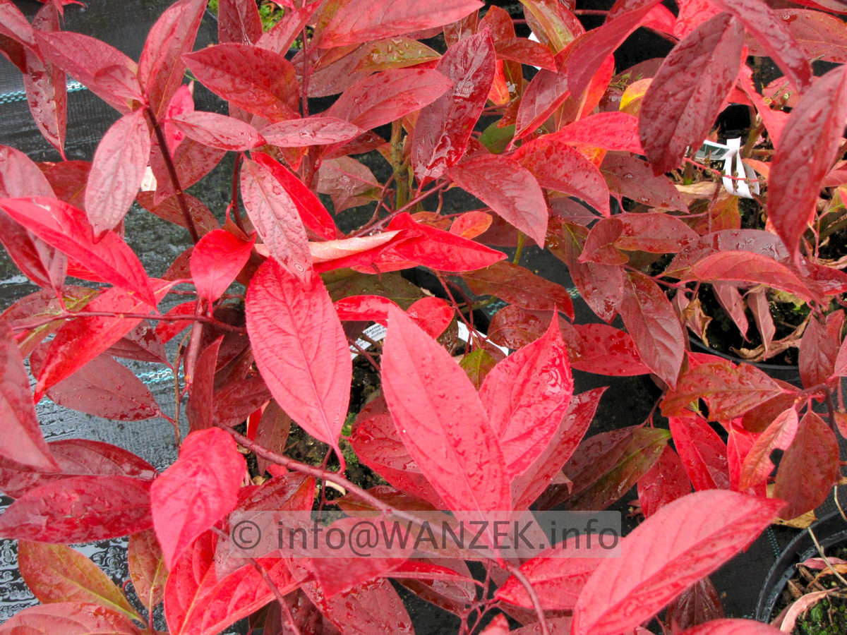 Itea virginica Henry`s Garnet 02.jpg